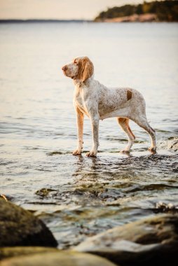 Güzel Bracco Italiano işaretçisi gün batımında kayaların üzerinde duruyor.