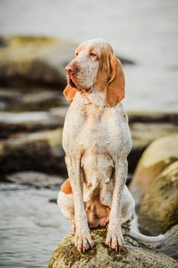 Güzel Bracco Italiano işaretçisi gün batımında kayaların üzerinde duruyor.