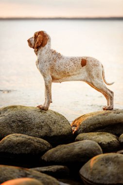Güzel Bracco Italiano işaretçisi gün batımında kayaların üzerinde duruyor.