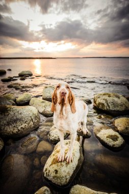 Güzel Bracco Italiano işaretçisi gün batımında kayaların üzerinde duruyor.