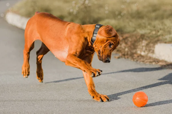 Cara Engraçada Rhodesian Ridgebacks Cachorro Brincando Com Bola Pegar Pulando — Fotografia de Stock