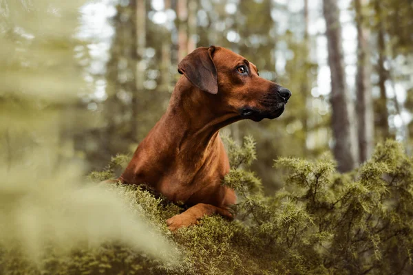 Sevimli Rodezyalı Sırt Sırtı Yeşil Orman Doğa Sahnesi 'nde yakın plan portresi