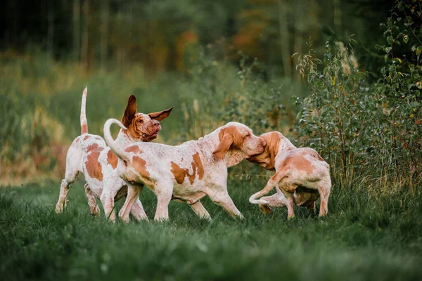 Tři Legrační Tvář Bracco Italiano Ukazovátko Lovecké Psy Ptactvo Bažant — Stock fotografie