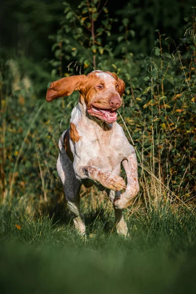 Güzel Bracco Italiano Işaretçisi Çim Kuşunda Koşan Köpek Avlıyor Yaz — Stok fotoğraf