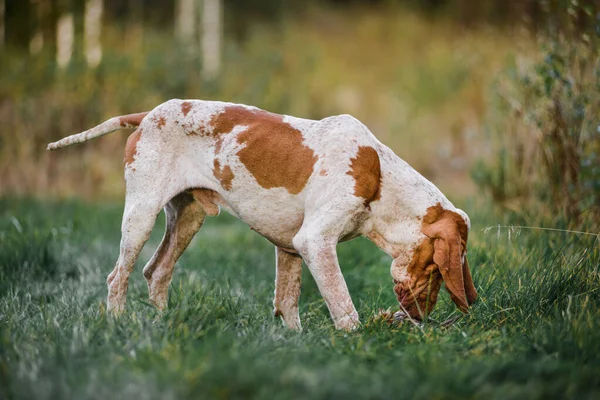 Krásný Bracco Italiano Ukazatel Lovecký Pes Vonící Drůbeži Letní Večer — Stock fotografie