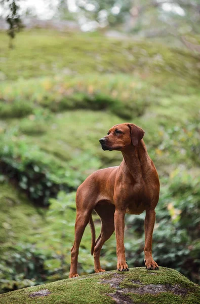 Sevimli Rodezyalı Sırt Sırtı Yeşil Orman doğa sahnesinde kayaların üzerinde duruyor