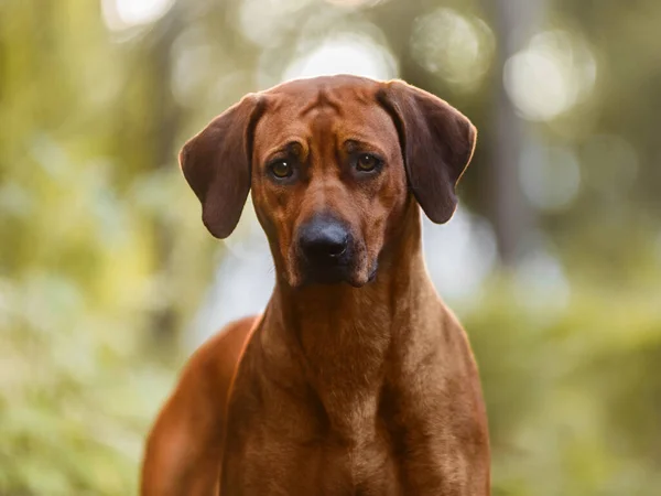 Uroczy Rhodesian Ridgeback Bliska Portret Zielonej Scenerii Leśnej Przyrody — Zdjęcie stockowe