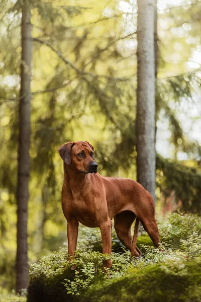 Uroczy Rhodesian Ridgeback Stoi Skale Zielonej Scenerii Leśnej Przyrody — Zdjęcie stockowe