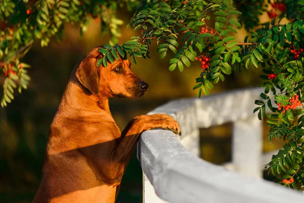 Söt Rhodesian Ridgeback Hund Närbild Porträtt Grön Natur Scen Kvällen — Stockfoto