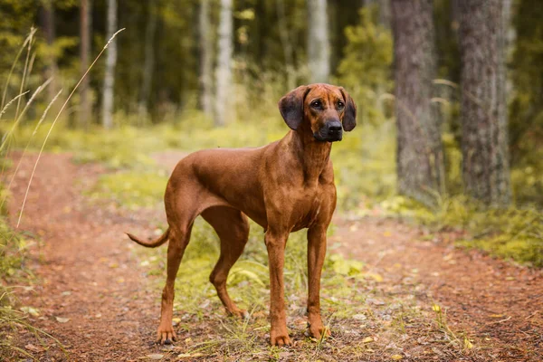 Uroczy Rhodesian Ridgeback Stojący Zielonej Scenerii Leśnej Przyrody — Zdjęcie stockowe