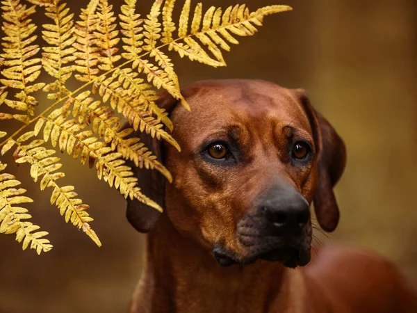 Adorable Rhodesian Ridgeback Primer Plano Retrato Bosque Verde Escena Naturaleza —  Fotos de Stock