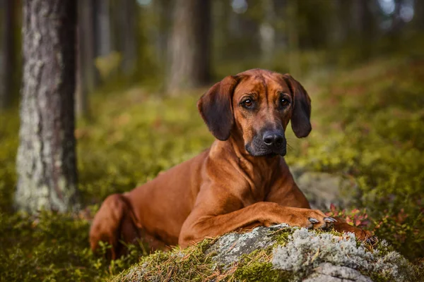 Uroczy Rhodesian Ridgeback Leżący Meczetowej Skale Zielonej Scenerii Leśnej Przyrody — Zdjęcie stockowe