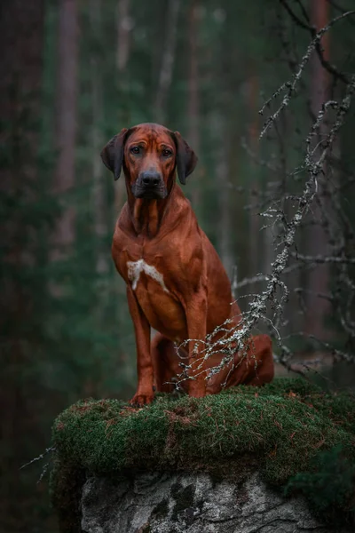Sevimli Rodezyalı Sırt Sırtı Yeşil Orman doğa sahnesinde yosunlu kayaların üzerinde oturuyor.