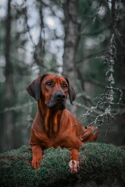 Sevimli Rodezyalı Sırt Sırtı Yeşil Orman doğa sahnesinde yosunlu kayaların üzerinde yatıyor