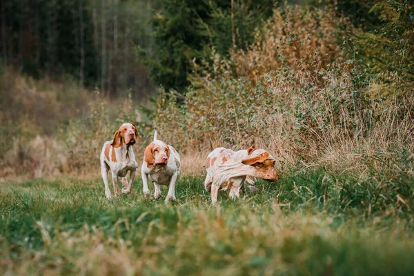 Τρεις Αστείο Πρόσωπο Bracco Italiano Δείκτη Κυνήγι Σκύλων Fowling Φασιανός — Φωτογραφία Αρχείου