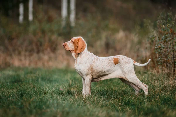 Güzel Bracco Italiano işaretçisi köpek avlıyor. Çimen kümes hayvanlarında duruyor, yaz akşamı. 