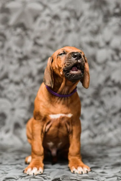 Bonito Rodesian Ridgeback Cachorro Cão Sentado Cinza Floral Fundo Boca — Fotografia de Stock