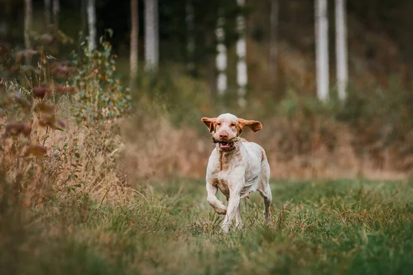 Όμορφη Bracco Italiano Δείκτη Σκυλί Μεταφέρουν Θηρεύονται Πτηνών Στο Στόμα — Φωτογραφία Αρχείου