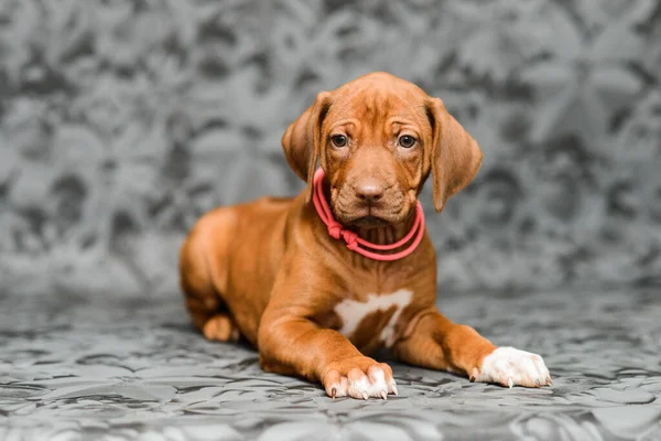 Gri çiçekli arka planda yatan sevimli rodezyalı yavru köpek.