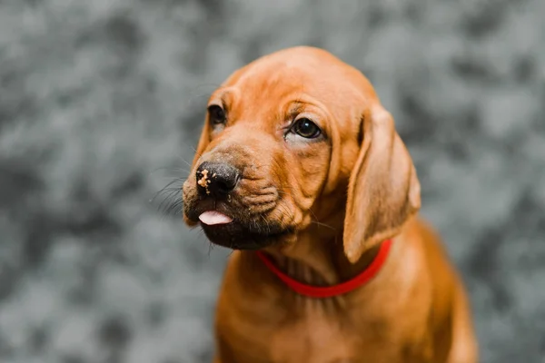 Cute Rhodesian Ridgeback Puppy Dog Close Portrait Tongue Out Grey — Stock Photo, Image