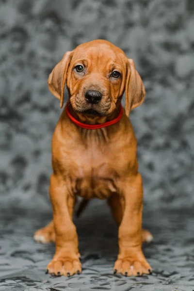 Leuke Rhodesian Ridgeback Puppy Hond Standiing Grijze Bloemen Achtergrond — Stockfoto