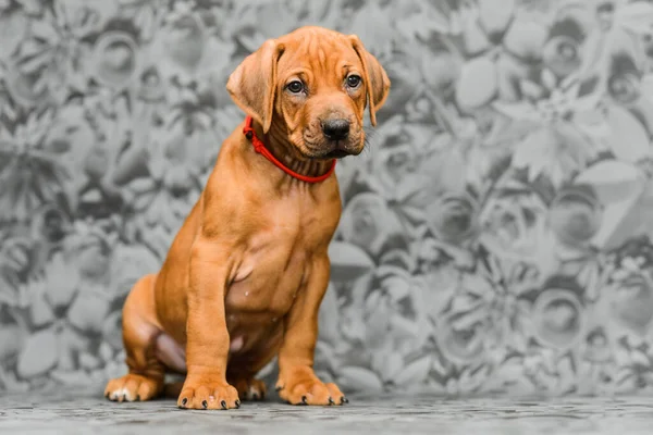 Gri çiçekli arka planda oturan sevimli rodezyalı yavru köpek.
