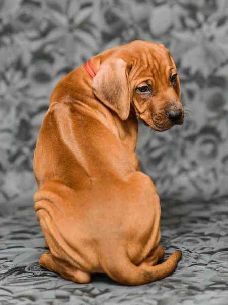 Cute Rhodesian Ridgeback Puppy Dog Sitting Backwards Grey Floral Background — Stock Photo, Image