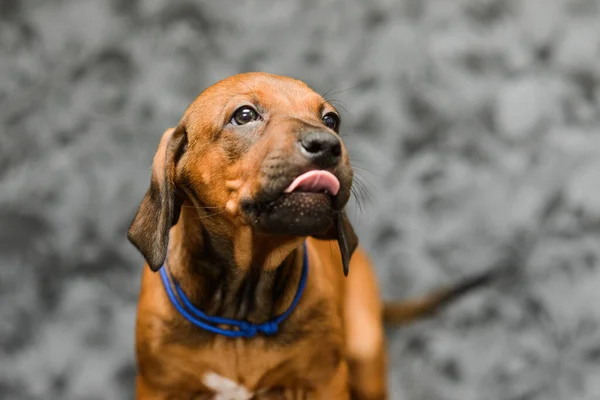 Niedlichen Rhodesian Ridgeback Welpen Hund Nahaufnahme Porträt Mit Zunge Aus — Stockfoto