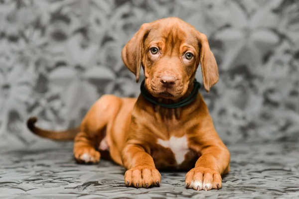 Söt Rodesian Ridgeback Valp Hund Lyiing Grå Blommig Bakgrund — Stockfoto