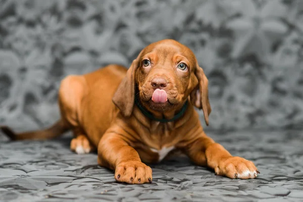 Gri çiçekli arka planda uzanan komik yüzlü rodezyalı yavru köpek.