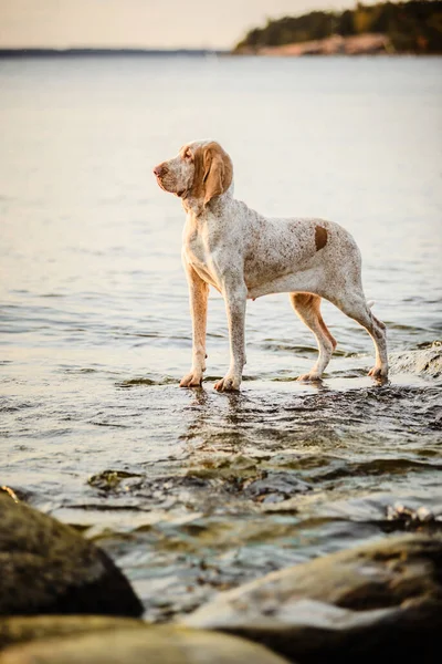Güzel Bracco Italiano işaretçisi gün batımında kayaların üzerinde duruyor.