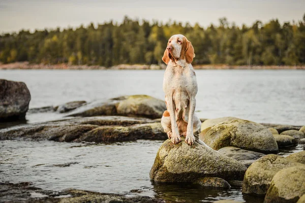 Belo Ponteiro Bracco Italiano Sobre Rochas Pôr Sol Mar Landsape — Fotografia de Stock