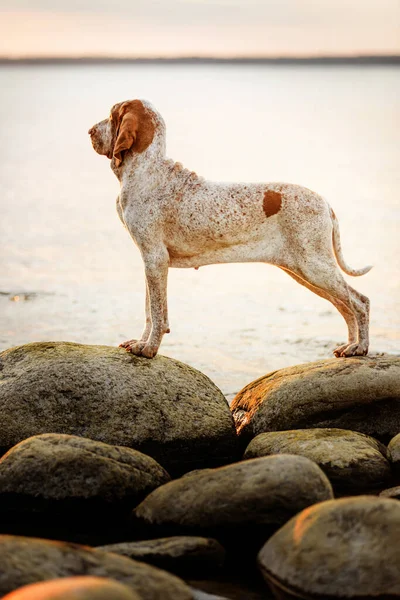 Güzel Bracco Italiano işaretçisi gün batımında kayaların üzerinde duruyor.