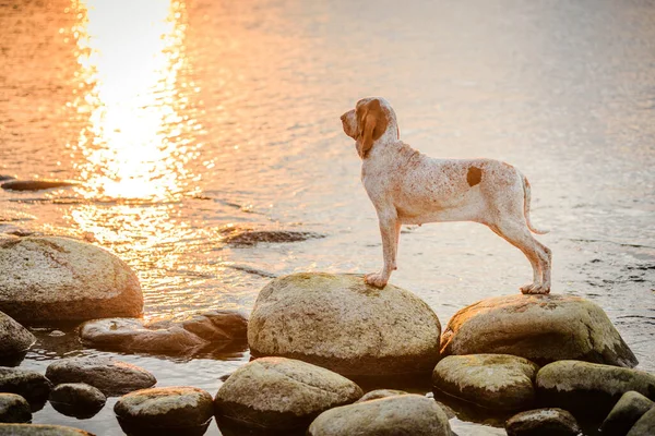 Belo Ponteiro Bracco Italiano Sobre Rochas Pôr Sol Mar Landsape — Fotografia de Stock