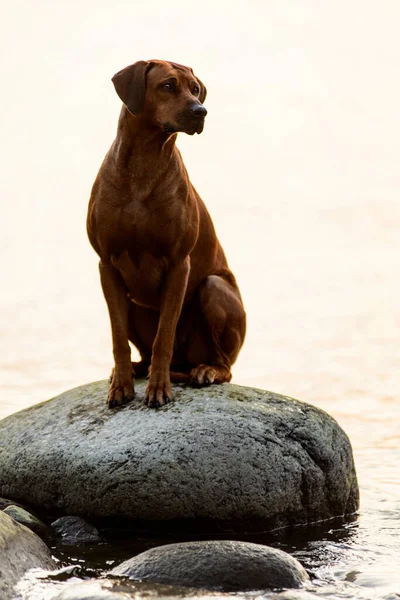 Uroczy Rhodesian Ridgeback Pies Siedzi Tle Wody — Zdjęcie stockowe