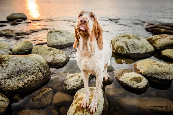 Komik bir yüz. Güzel Bracco Italiano işaretçisi. Gün batımında kayaların üzerinde duruyor.
