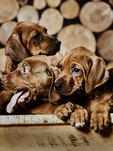 Dois Adoráveis Cachorros Rhodesian Ridgeback Brincando Sentado Fundo Madeira Troncos — Fotografia de Stock