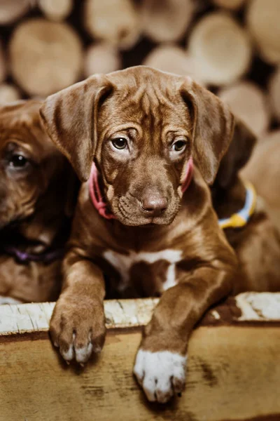 Cute Rhodesian Ridgeback Puppy Dog Sitting Wood Box Wooden Background — Stock Photo, Image