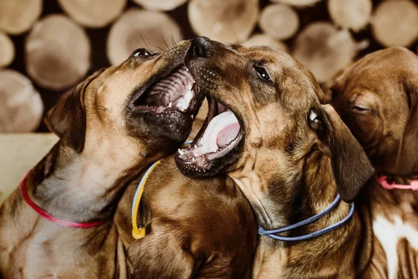 Dois Adoráveis Cachorros Rhodesian Ridgeback Brincando Sentado Fundo Madeira Troncos — Fotografia de Stock