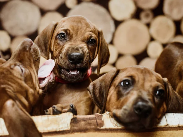 Twee Schattige Rodese Ridgeback Puppies Honden Spelen Houten Achtergrond Van — Stockfoto