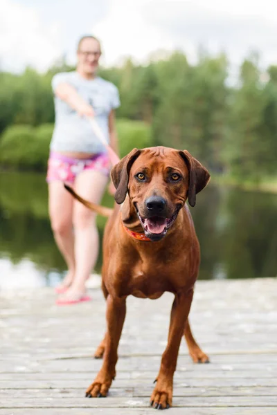 Bebrilled zwanger meisje houdt een hond aan een riem — Stockfoto