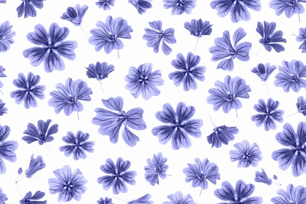 Padrão Flores Violetas Fundo Branco Como Pano Fundo Textura Primavera — Fotografia de Stock