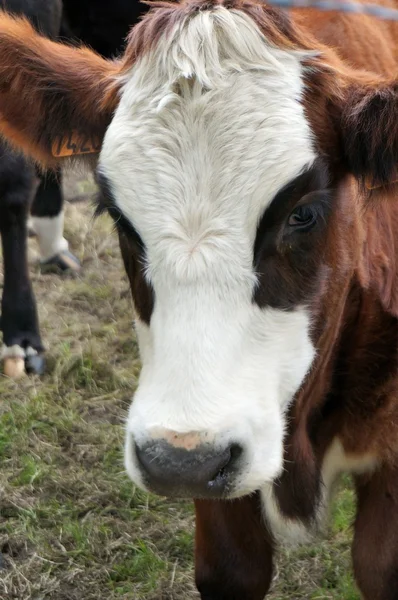 Eine Kuh auf einem Bauernhof — Stockfoto