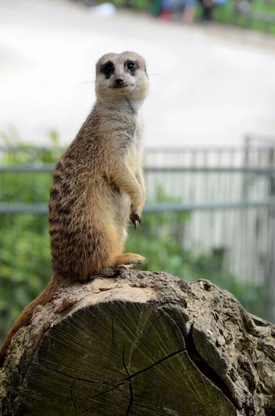 Meerkat. — Foto de Stock