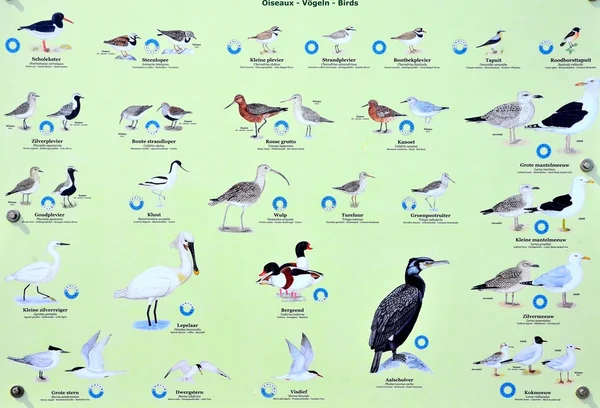 deniz kuşları ile plaka