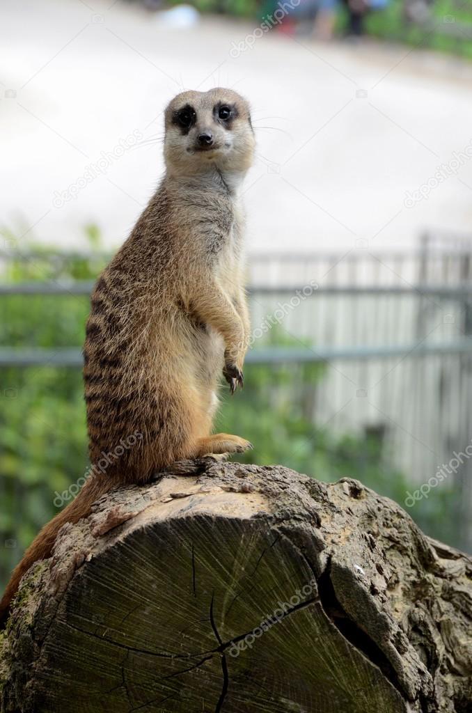 Meerkat