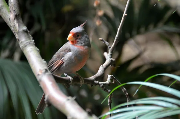 Bunter exotischer Vogel — Stockfoto