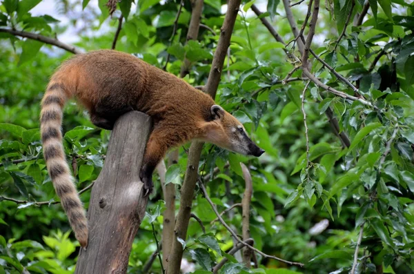 Güney Amerika coati