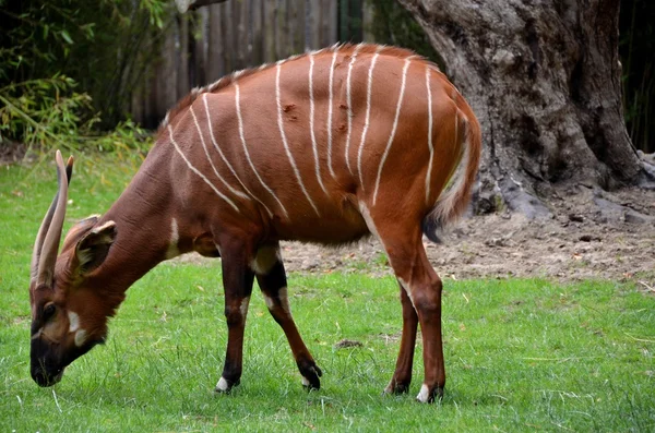 Bongo — Stock Photo, Image