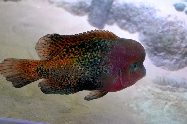 Цветные рыбы — стоковое фото